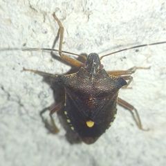 Pentatoma rufipes