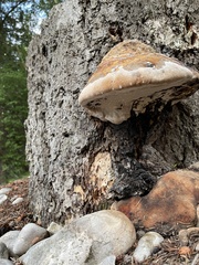 Fomitopsis schrenkii