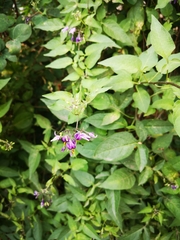 Solanum dulcamara
