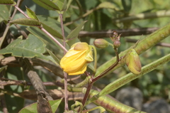 Senna occidentalis