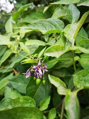 Solanum dulcamara