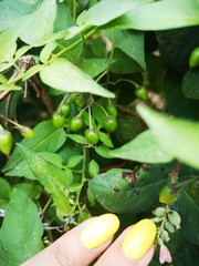 Solanum dulcamara