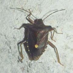 Pentatoma rufipes