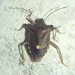 Pentatoma rufipes