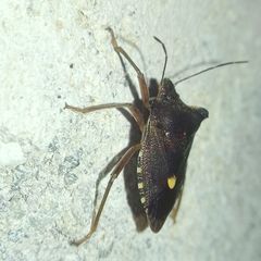 Pentatoma rufipes