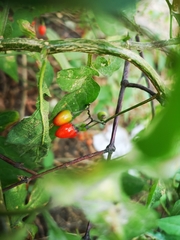 Solanum dulcamara