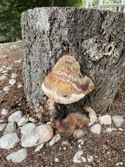 Fomitopsis schrenkii