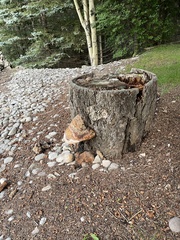 Fomitopsis schrenkii