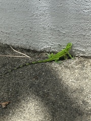 Iguana iguana