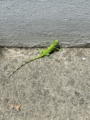 Iguana iguana