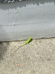 Iguana iguana
