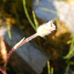 Erigeron lonchophyllus