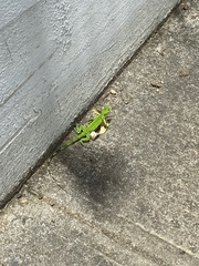 Iguana iguana