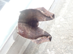 Amphigonia