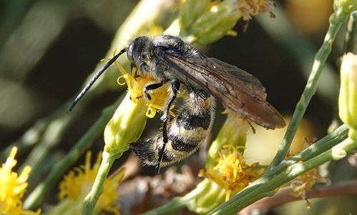 photo of Toltec Scoliid Wasp (Dielis tolteca)