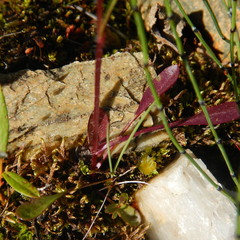 Erigeron lonchophyllus