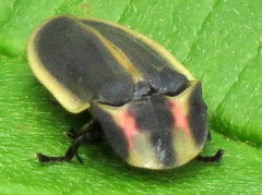 Pyractomena angulata