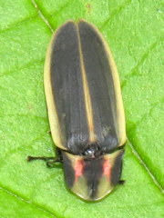 Pyractomena angulata