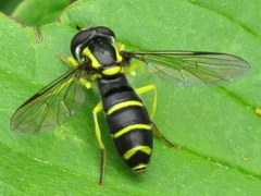 Xanthogramma