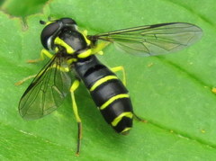 Xanthogramma