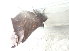 Amphigonia
