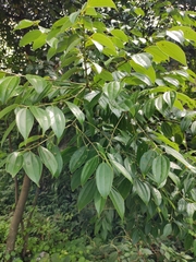 Cinnamomum yabunikkei
