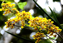 Trichocentrum cebolleta