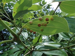 Cinnamomum yabunikkei