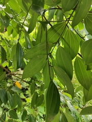 Cinnamomum yabunikkei