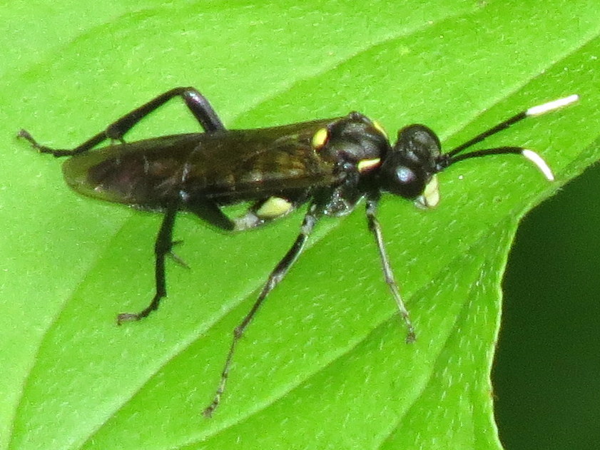 Macrophya trisyllaba