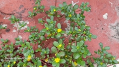 Portulaca oleracea