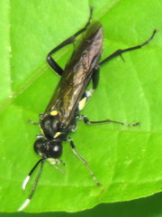 Macrophya trisyllaba