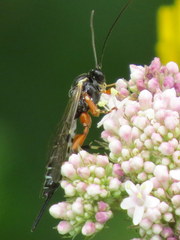 Itoplectis conquisitor