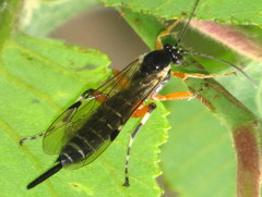 Itoplectis conquisitor