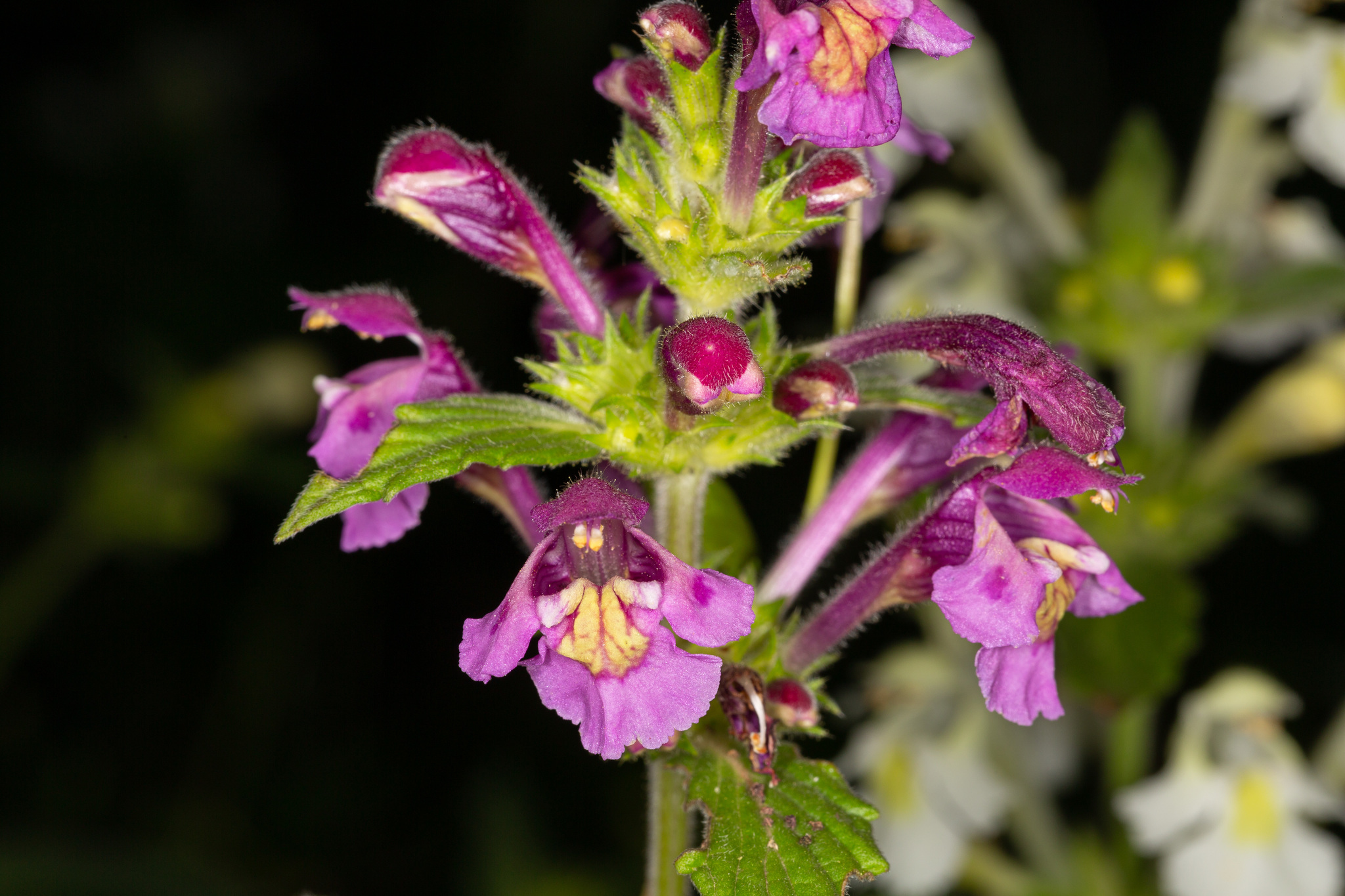 Galeopsis ladanum