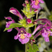 Broad-leaved Hemp-Nettle - Photo (c) raedwulf68, some rights reserved (CC BY-NC), uploaded by raedwulf68