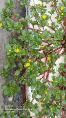 Portulaca oleracea