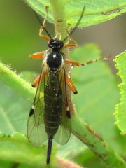 Itoplectis conquisitor