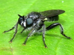 Laphria canis