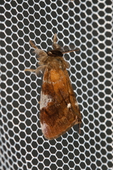 Orgyia trigotephras