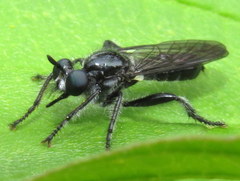 Laphria canis