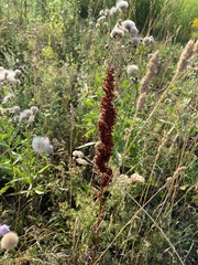 Rumex pseudonatronatus