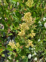 Koenigia phytolaccifolia