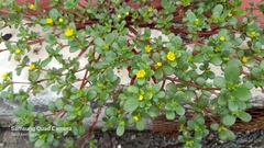 Portulaca oleracea
