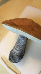 Leccinum