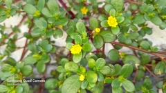 Portulaca oleracea