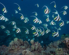 Heniochus diphreutes