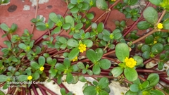 Portulaca oleracea