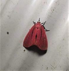 Arctioblepsis rubida