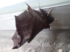 Amphigonia